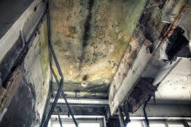 Best Emergency Mold Remediation  in Plano, IL